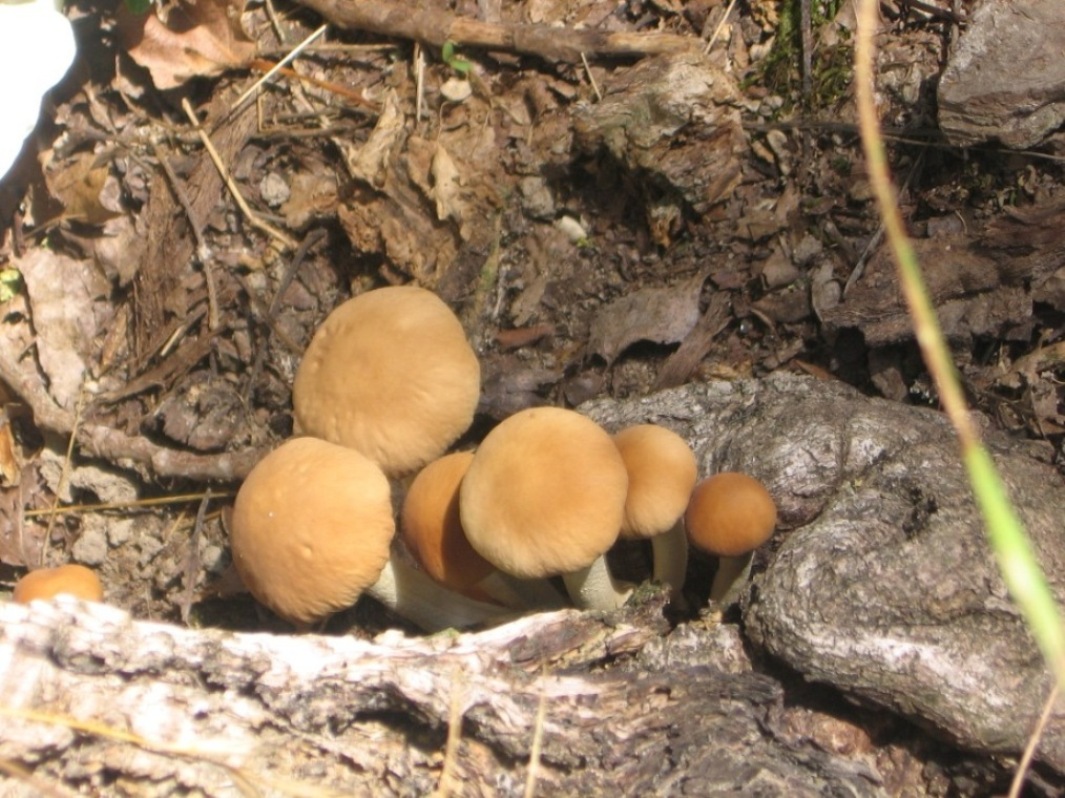 Fungo da determinare!!!